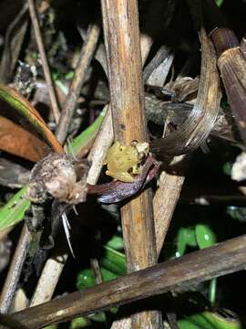 Imagem de Pristimantis altamnis Elmer & Cannatella 2008