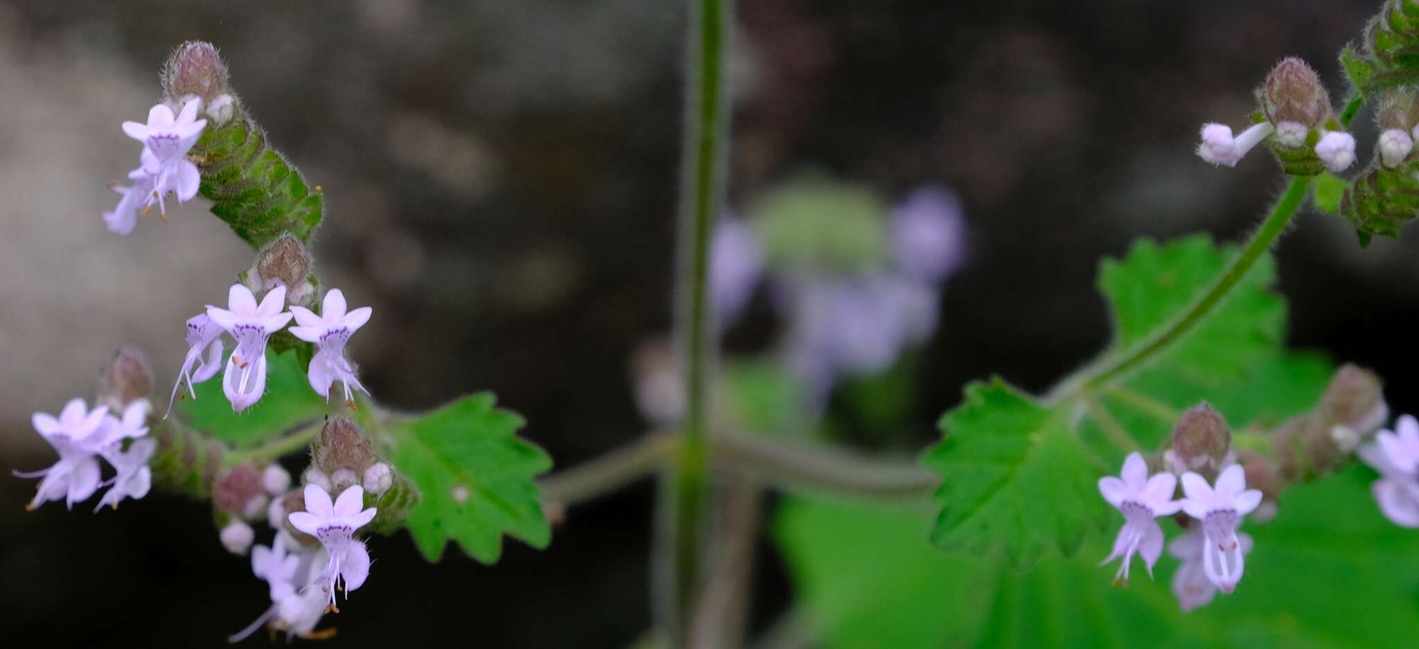 Aeollanthus buchnerianus Briq. resmi