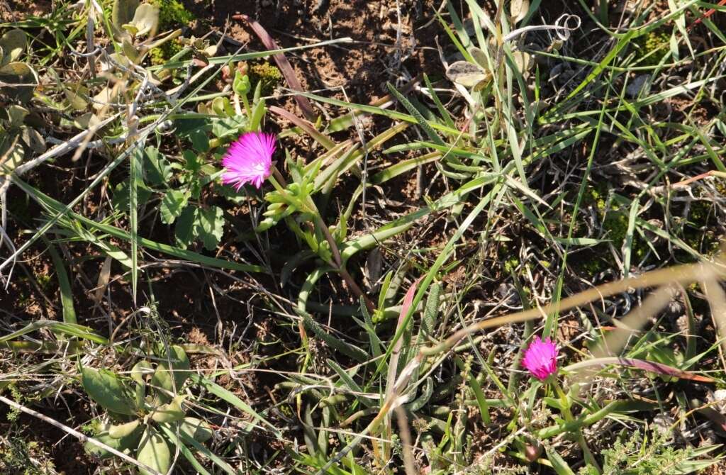 صورة Cephalophyllum diversiphyllum (Haw.) N. E. Br.