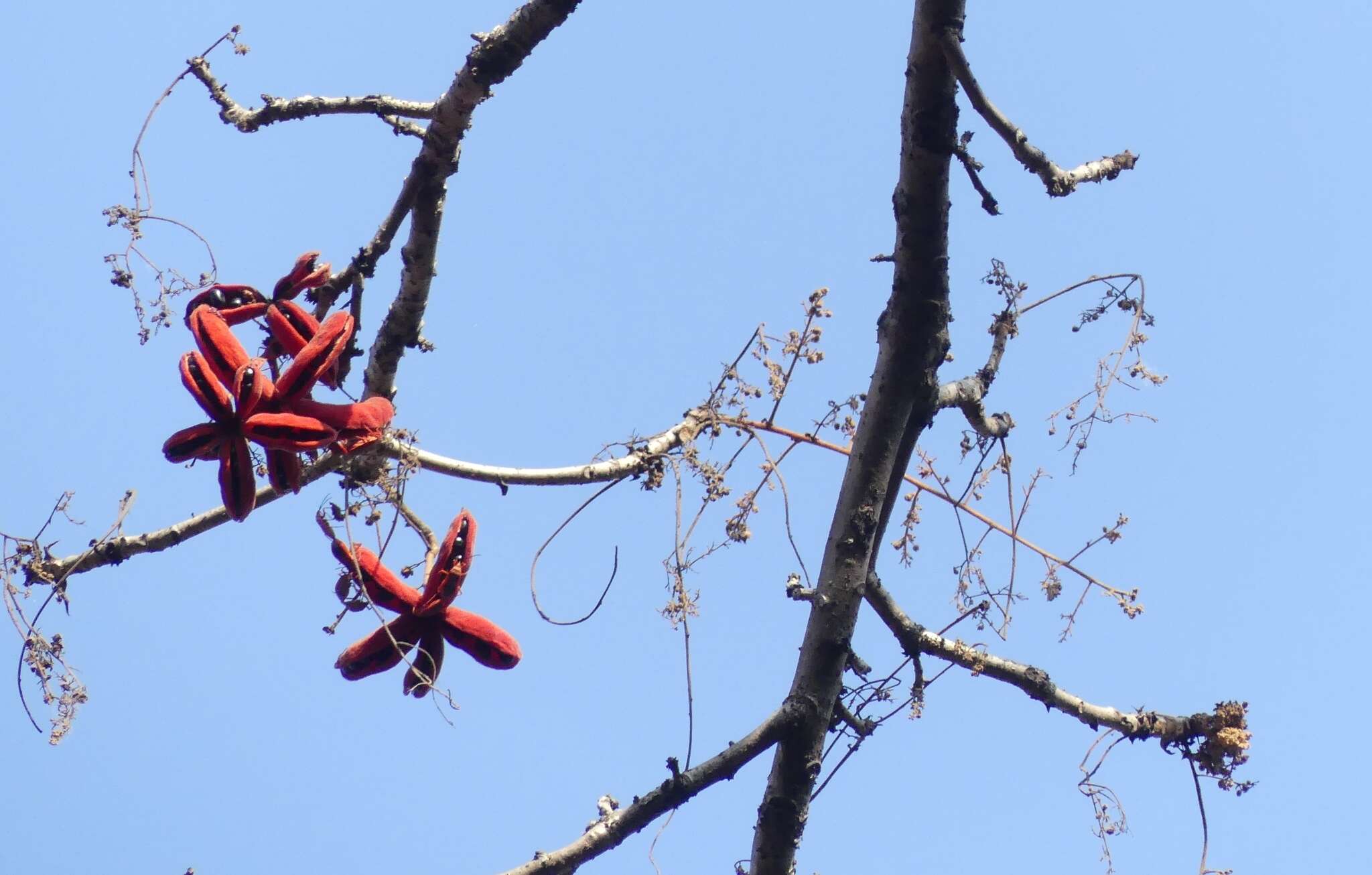 Imagem de Sterculia villosa Roxb.