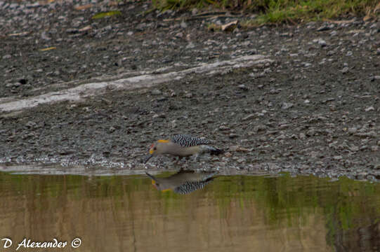 Image of Golden-fronted Woodpecker