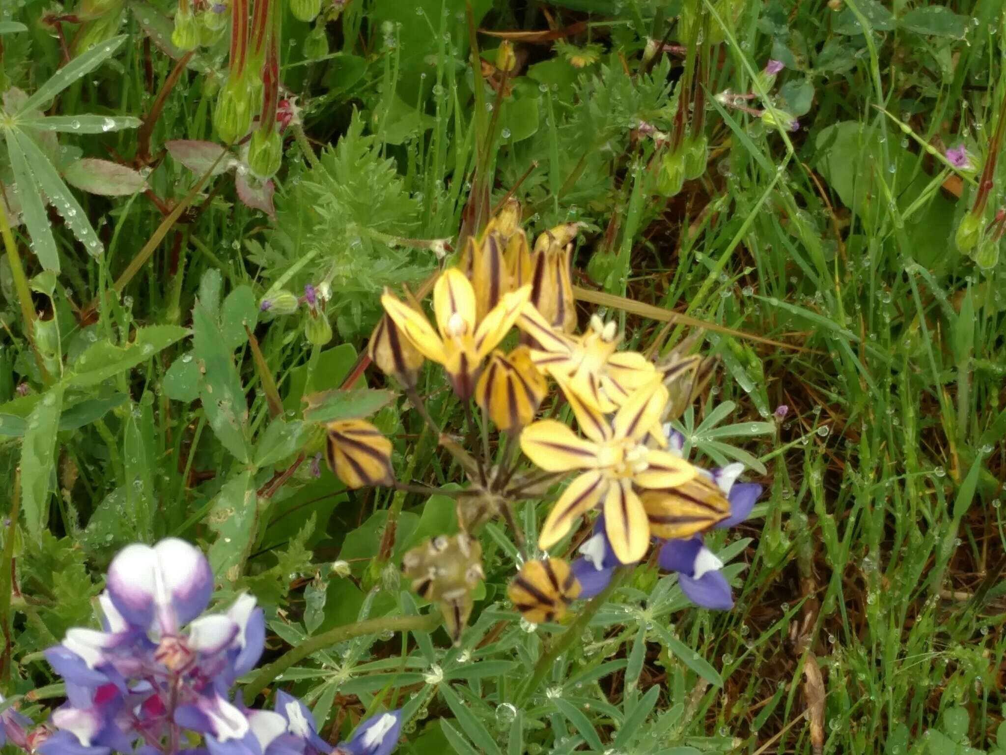 Sivun Triteleia ixioides (Dryand. ex W. T. Aiton) Greene kuva