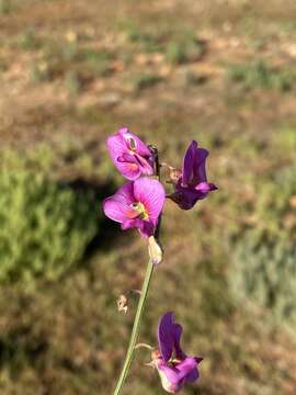 Image of Swainsona campylantha F. Muell.