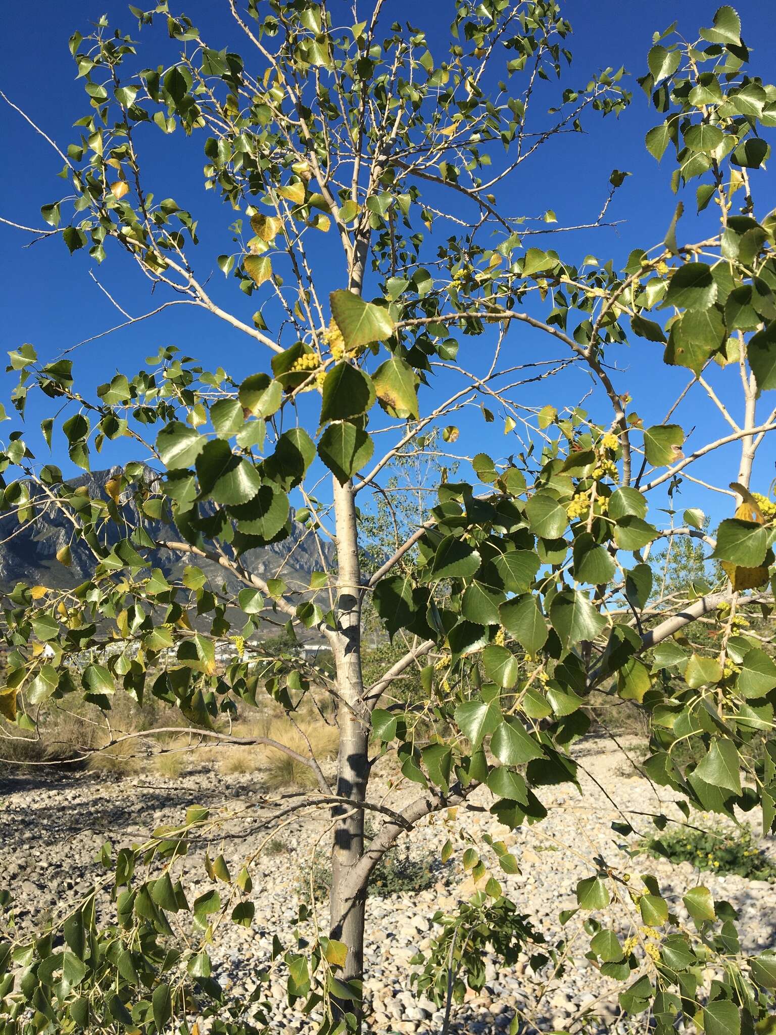 صورة Populus mexicana subsp. mexicana