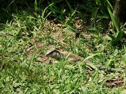 Image of Giant Whiptail