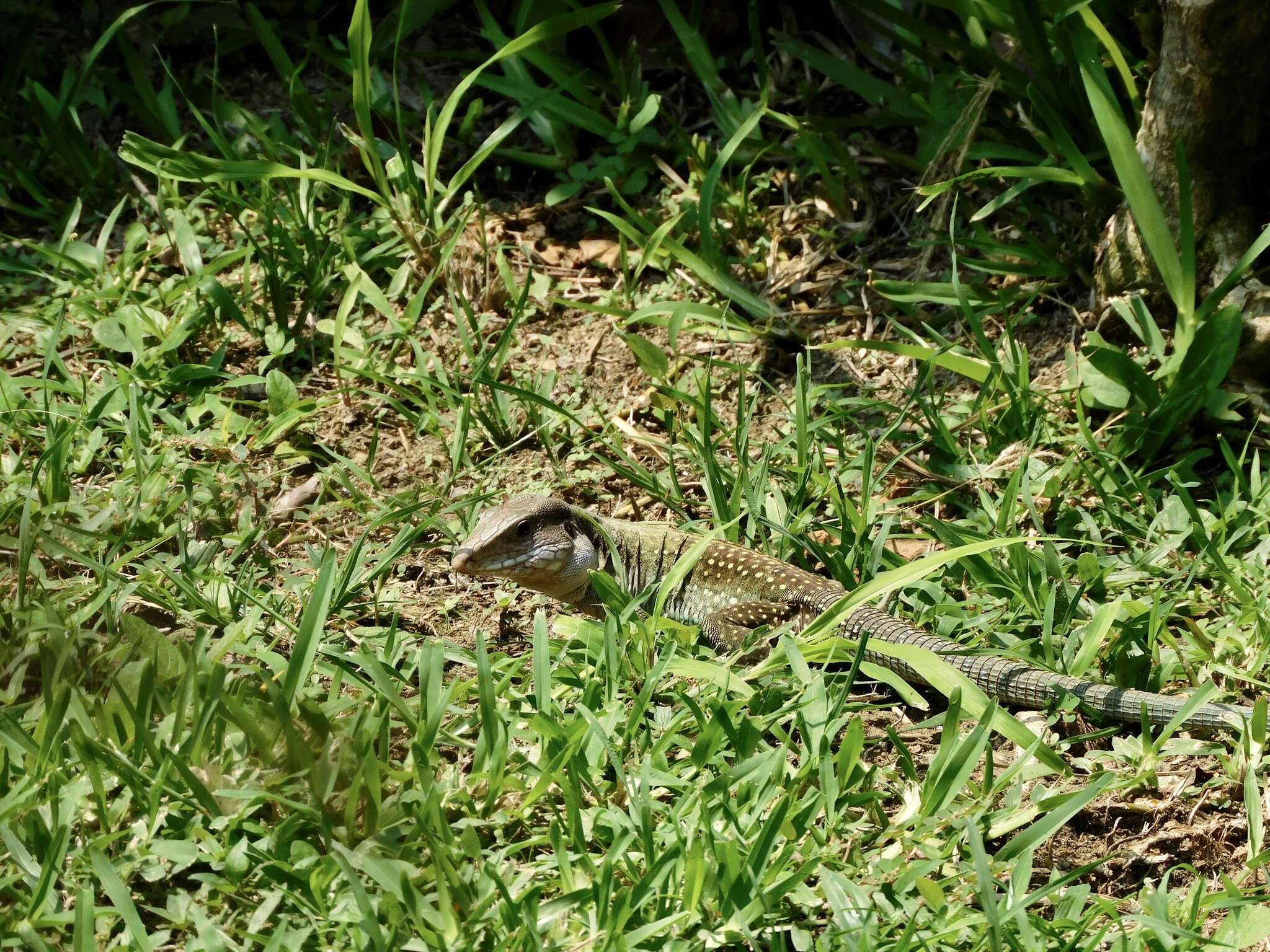 Image of Giant Whiptail