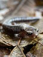 Image of Bolitoglossa synoria McCranie & Köhler 1999