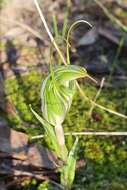 Image of Sharp-leaf greenhood