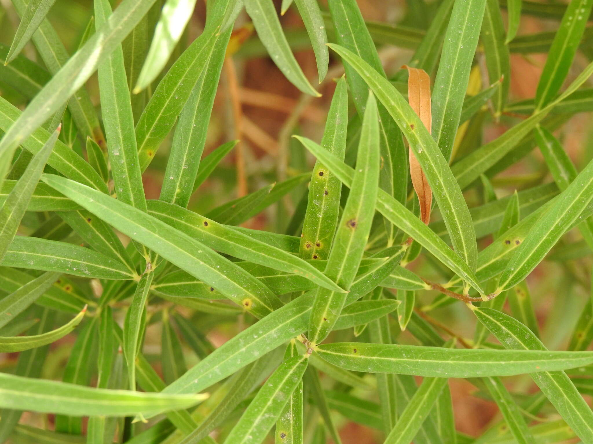 Image of Braueriella phillyreae (Low 1877)