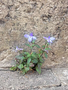 Image of edging lobelia