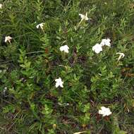 Plancia ëd Mandevilla oaxacensis (Henrickson) L. O. Alvarado & J. F. Morales