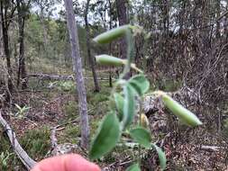 Слика од Isotropis foliosa Crisp