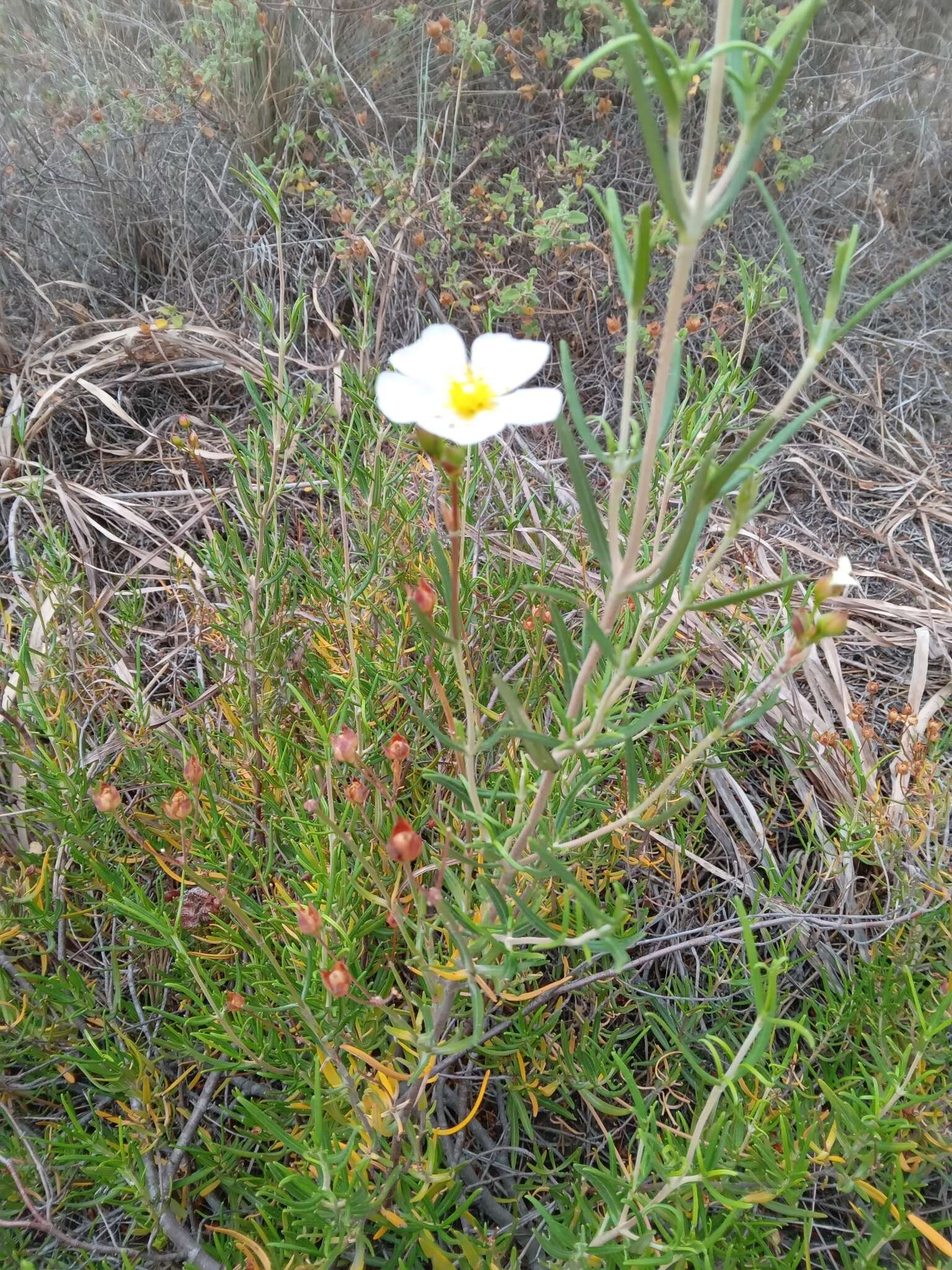 Image of Cistus libanotis L.