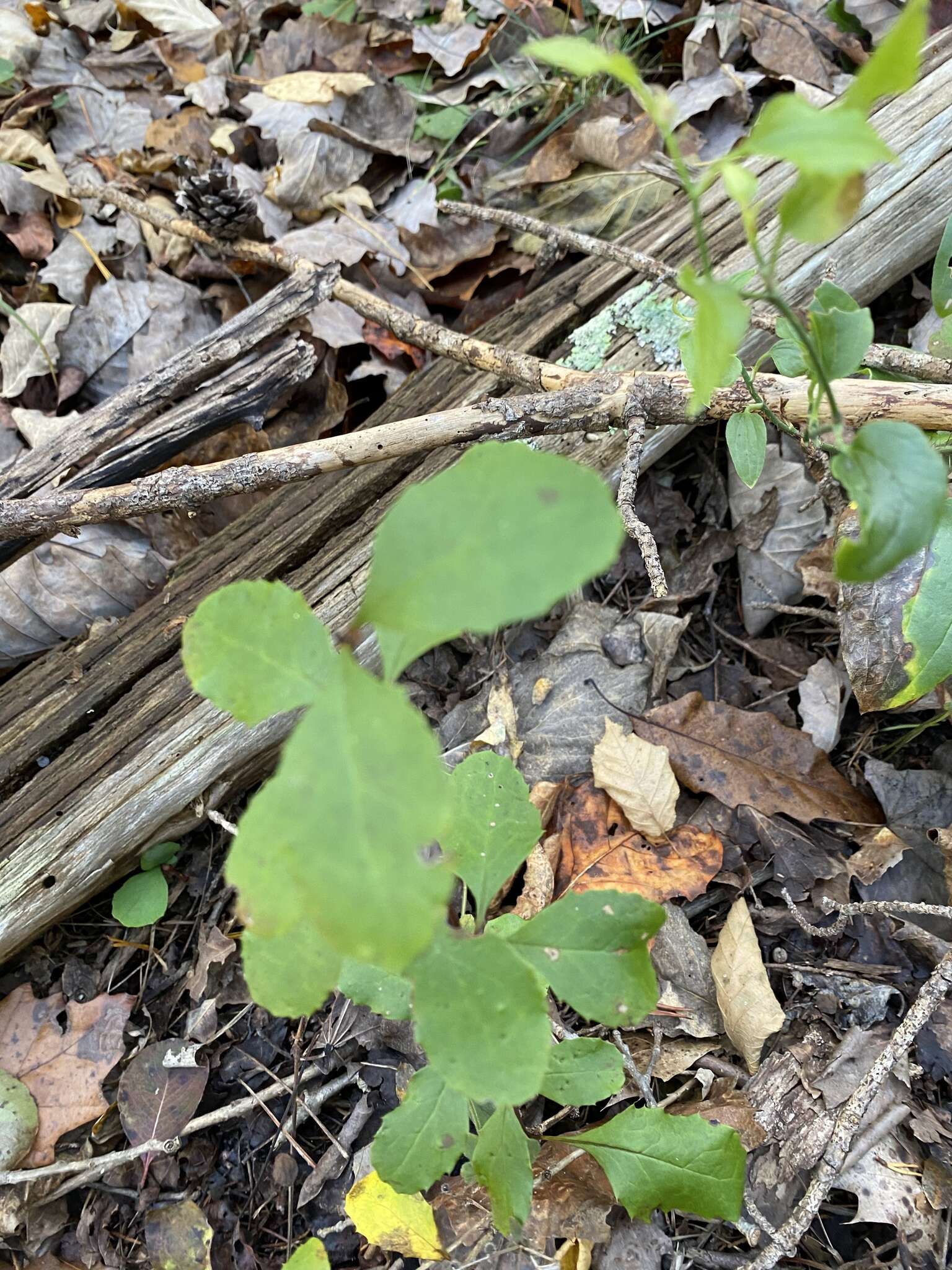 Plancia ëd Berberis canadensis Miller