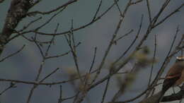 Image of Brown-backed Chat-Tyrant