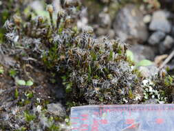 Image of campylopus moss