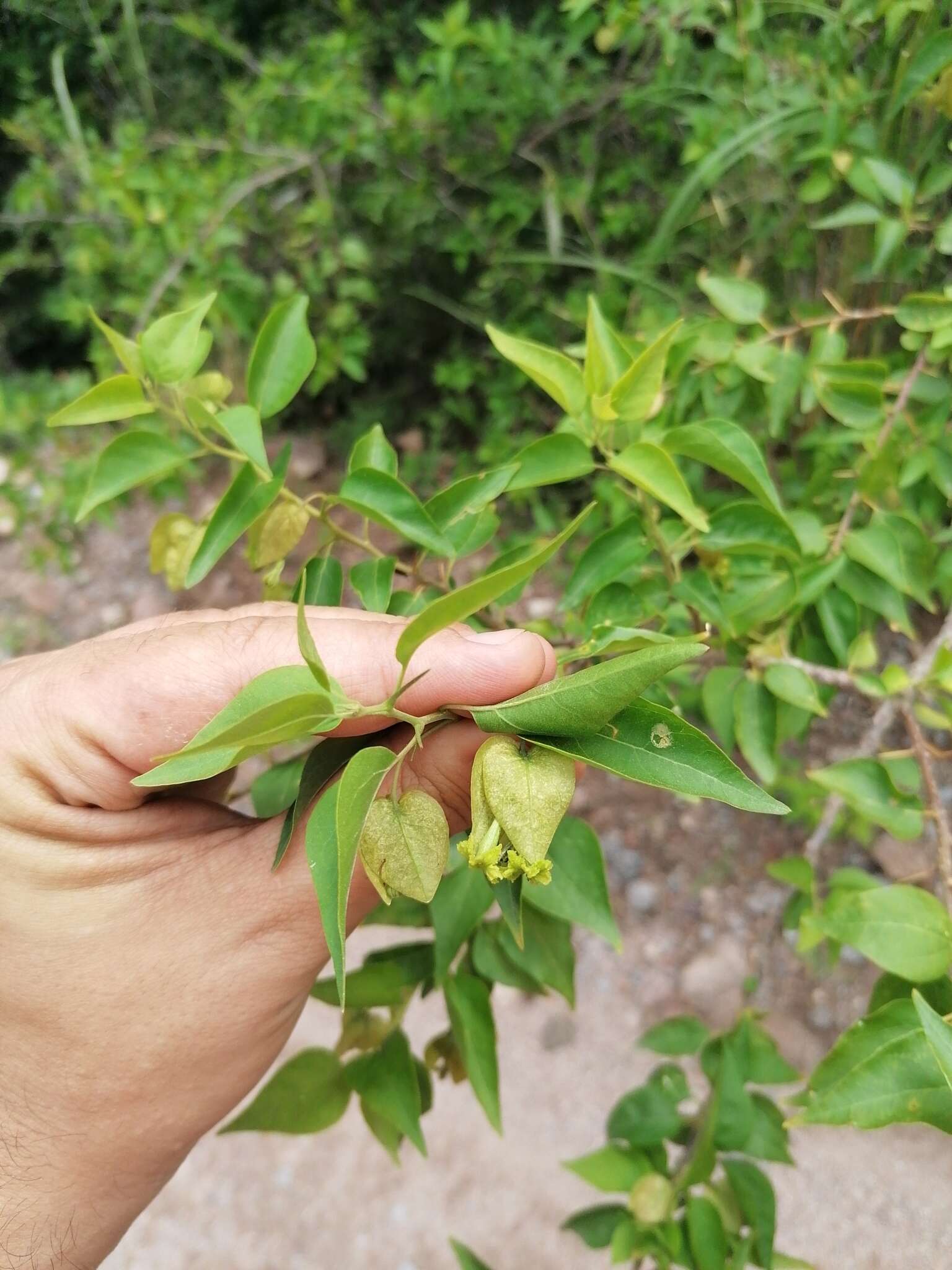 Слика од Bougainvillea stipitata Griseb.