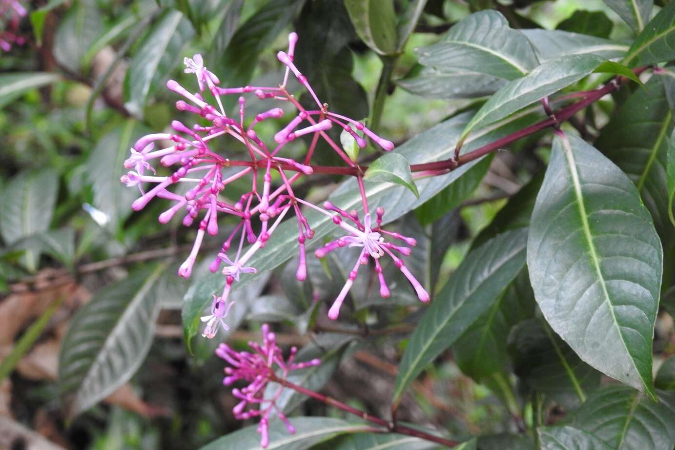 Sivun Fuchsia paniculata Lindl. kuva