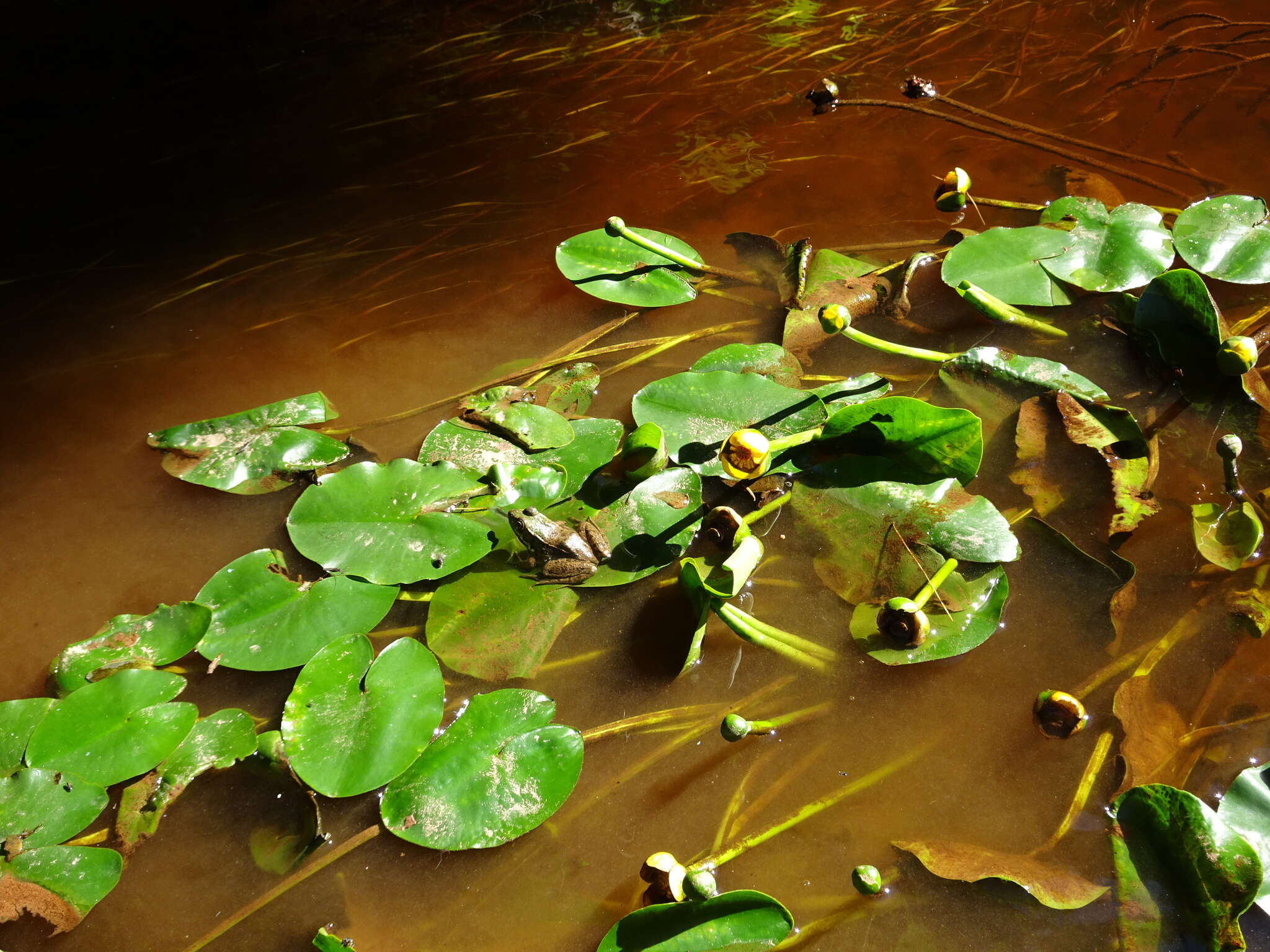 Image de Nuphar rubrodisca Morong