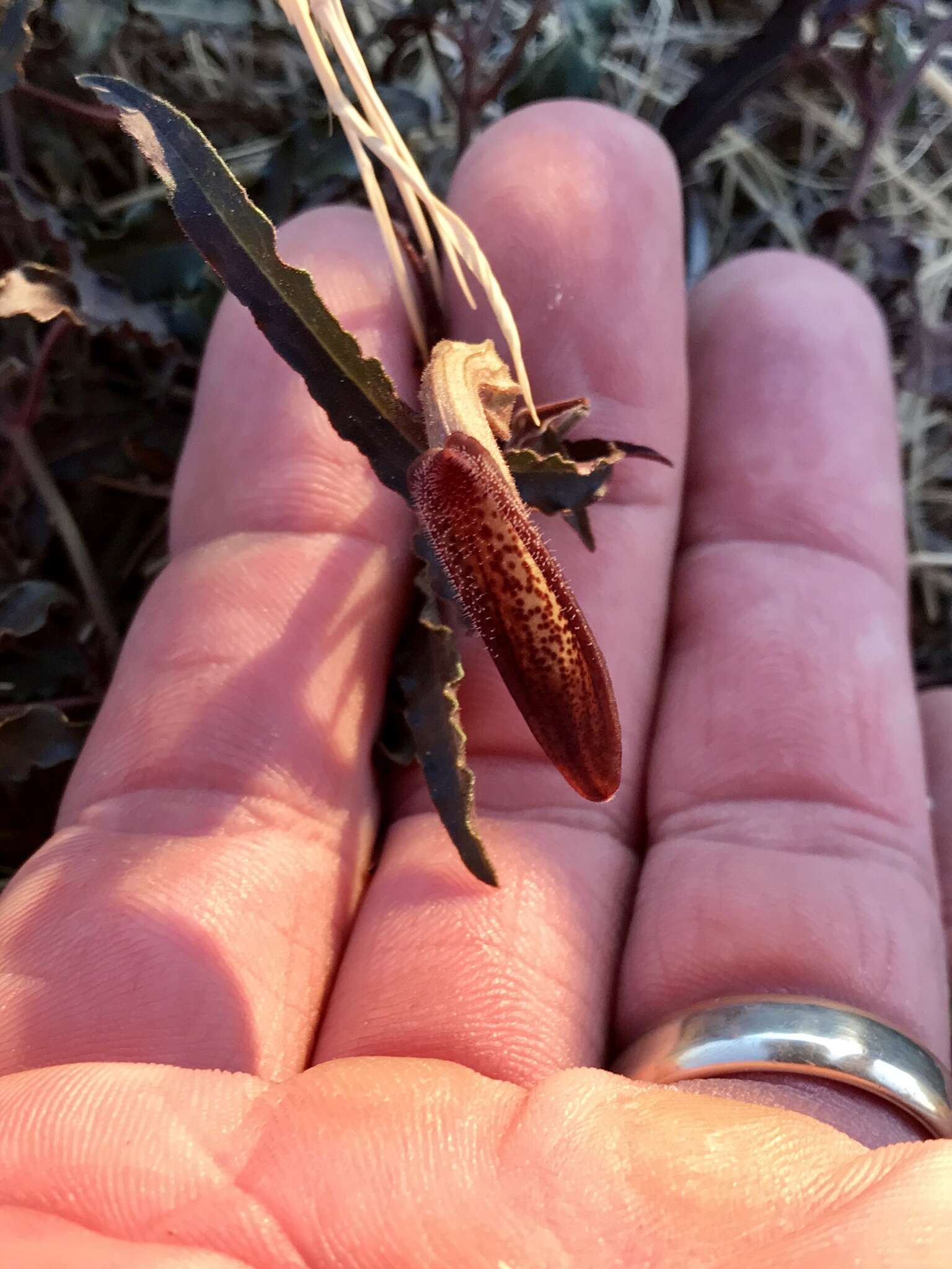 Image of Watson's dutchman's pipe