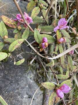 Imagem de Rhododendron rubropilosum Hayata