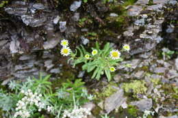 Слика од Erigeron morrisonensis Hayata