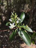 Image of hawthorn