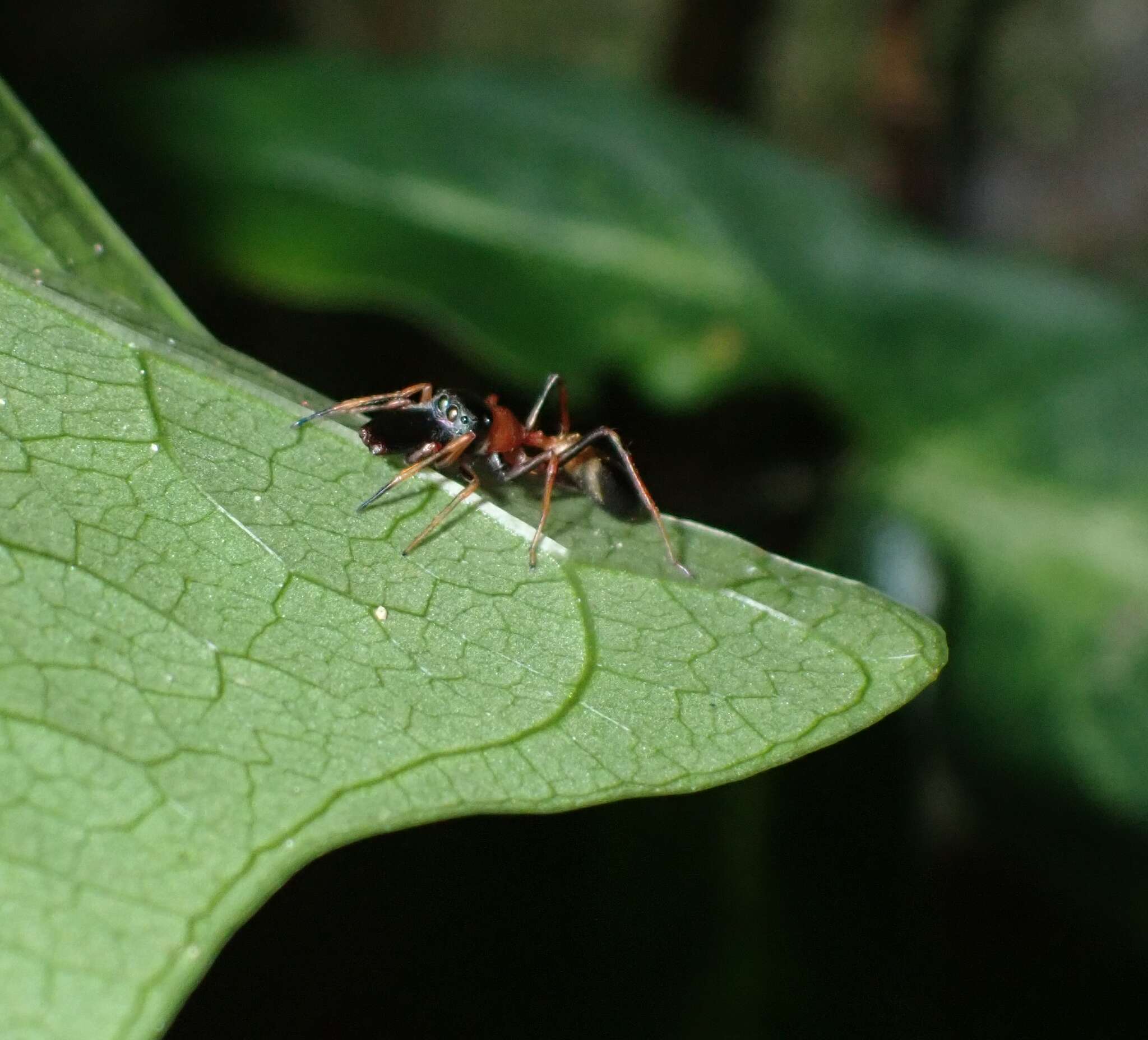 Myrmarachne melanocephala MacLeay 1839 resmi