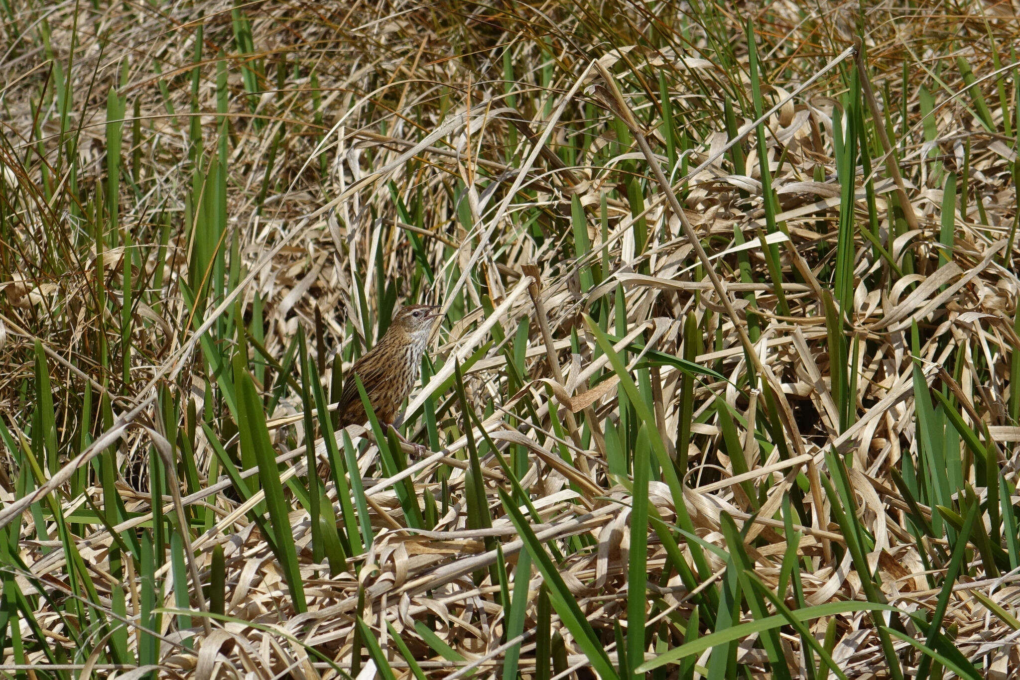 Poodytes punctatus (Quoy & Gaimard 1832) resmi