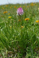 Image of Gymnadenia lithopolitanica (Ravnik) Teppner & E. Klein