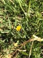 Image of Acmaeodera crinita melanosoma Lucas 1844