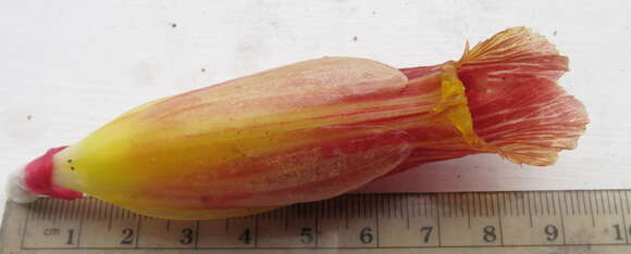 Image of Costus zamoranus Steyerm.