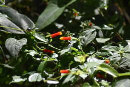 Image of Manettia paraguariensis Chodat