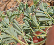 Image of Albuquerque prairie clover