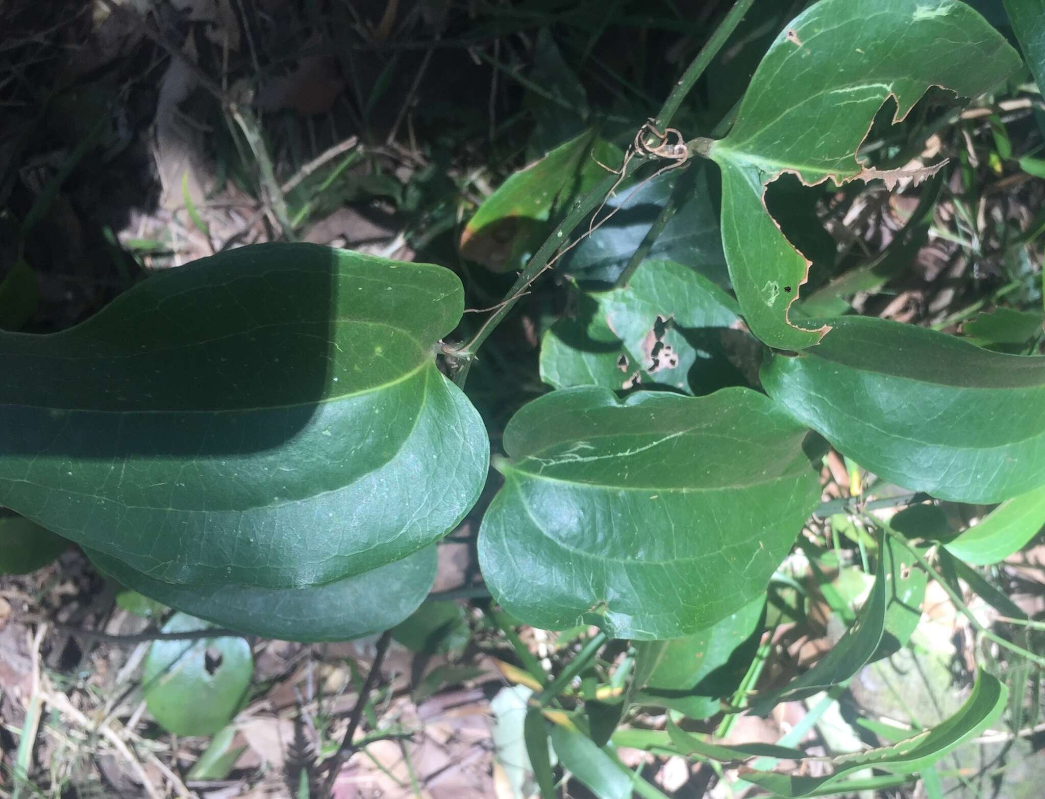 Image of Smilax australis R. Br.