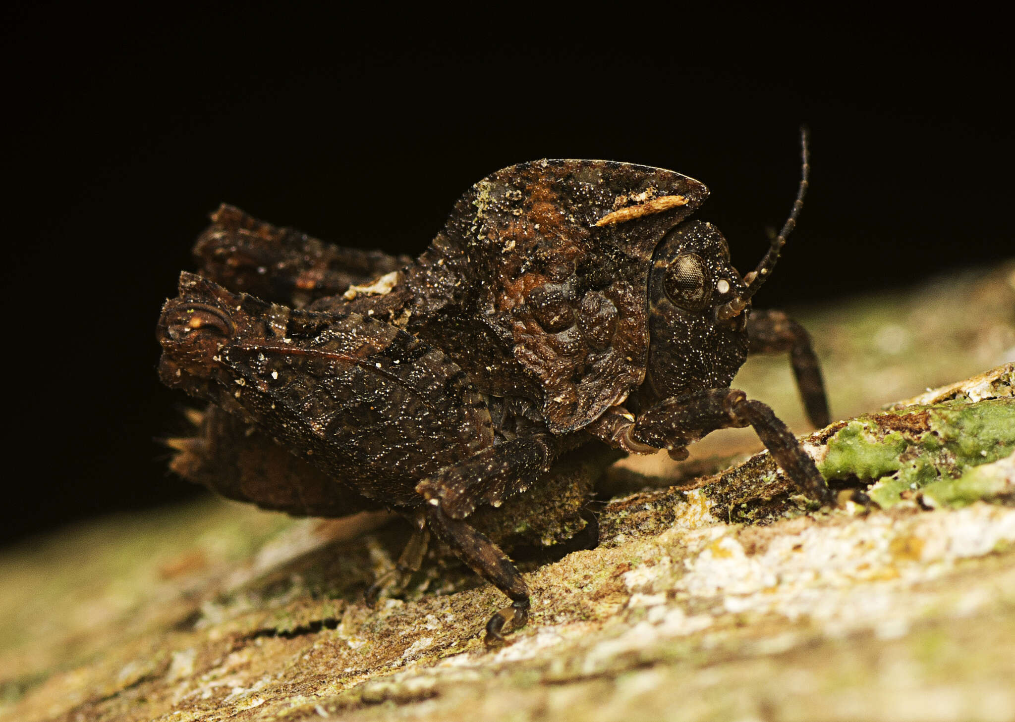 Image of Paraselina brunneri (Bolívar 1887)