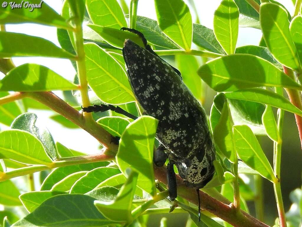 Image of Capnodis cariosa (Pallas 1776)