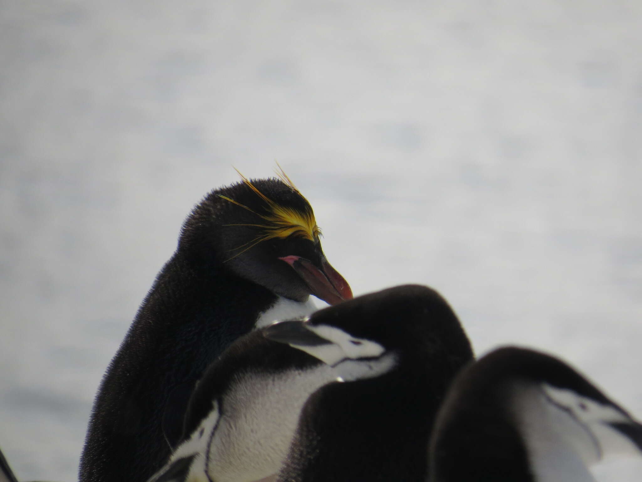 Image of Macaroni Penguin