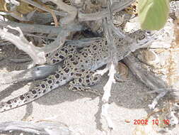 Image of Cope's leopard lizard