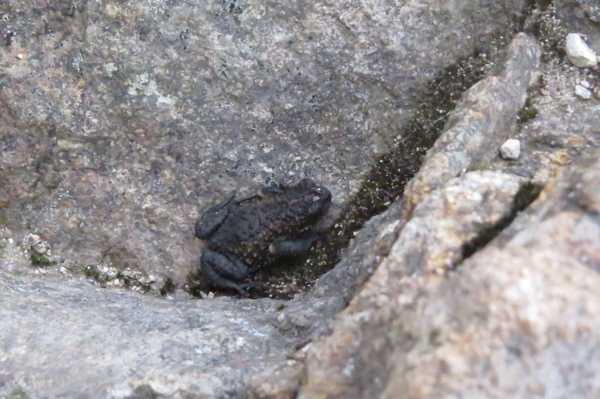 Image of Maldonada Redbelly Toad