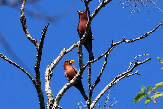 Image of Broad-billed Roller