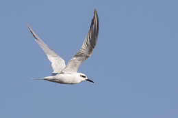 Image of Snowy-crowned Tern