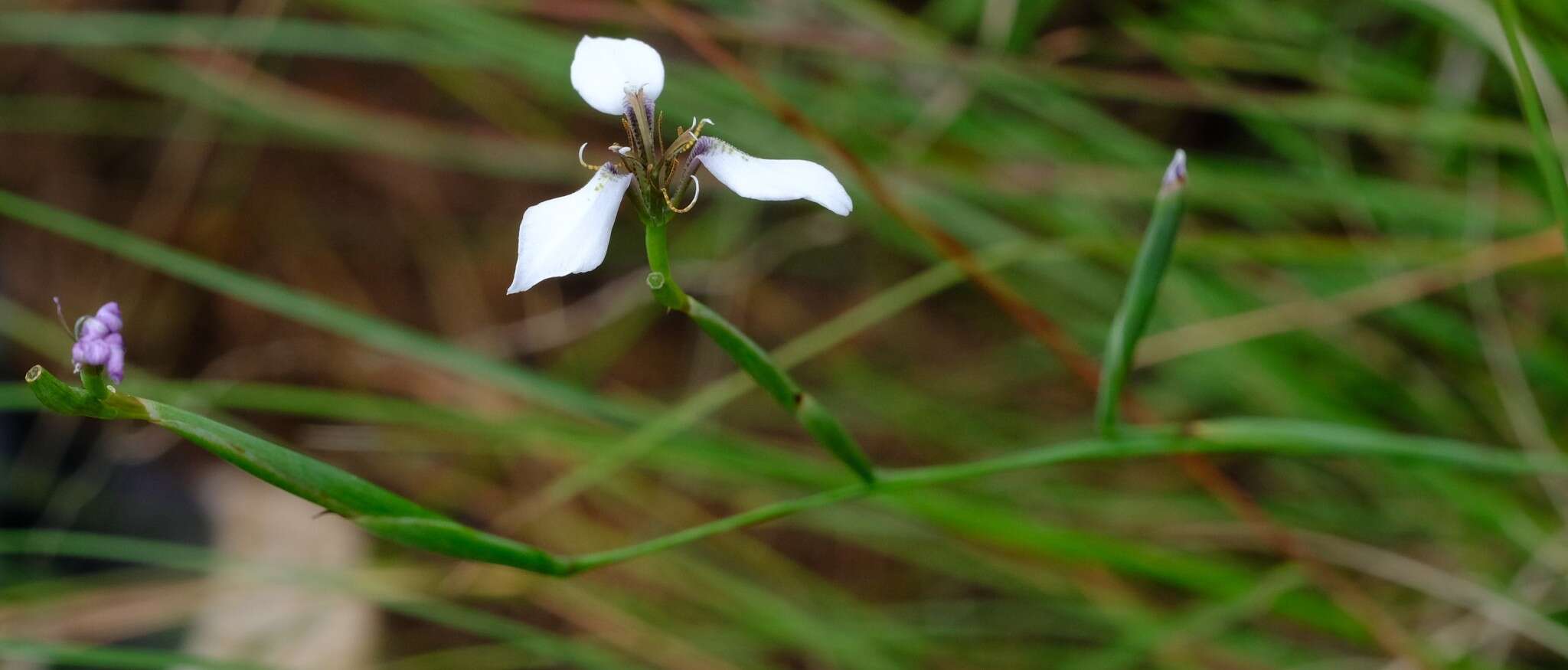 Moraea brevistyla (Goldblatt) Goldblatt resmi