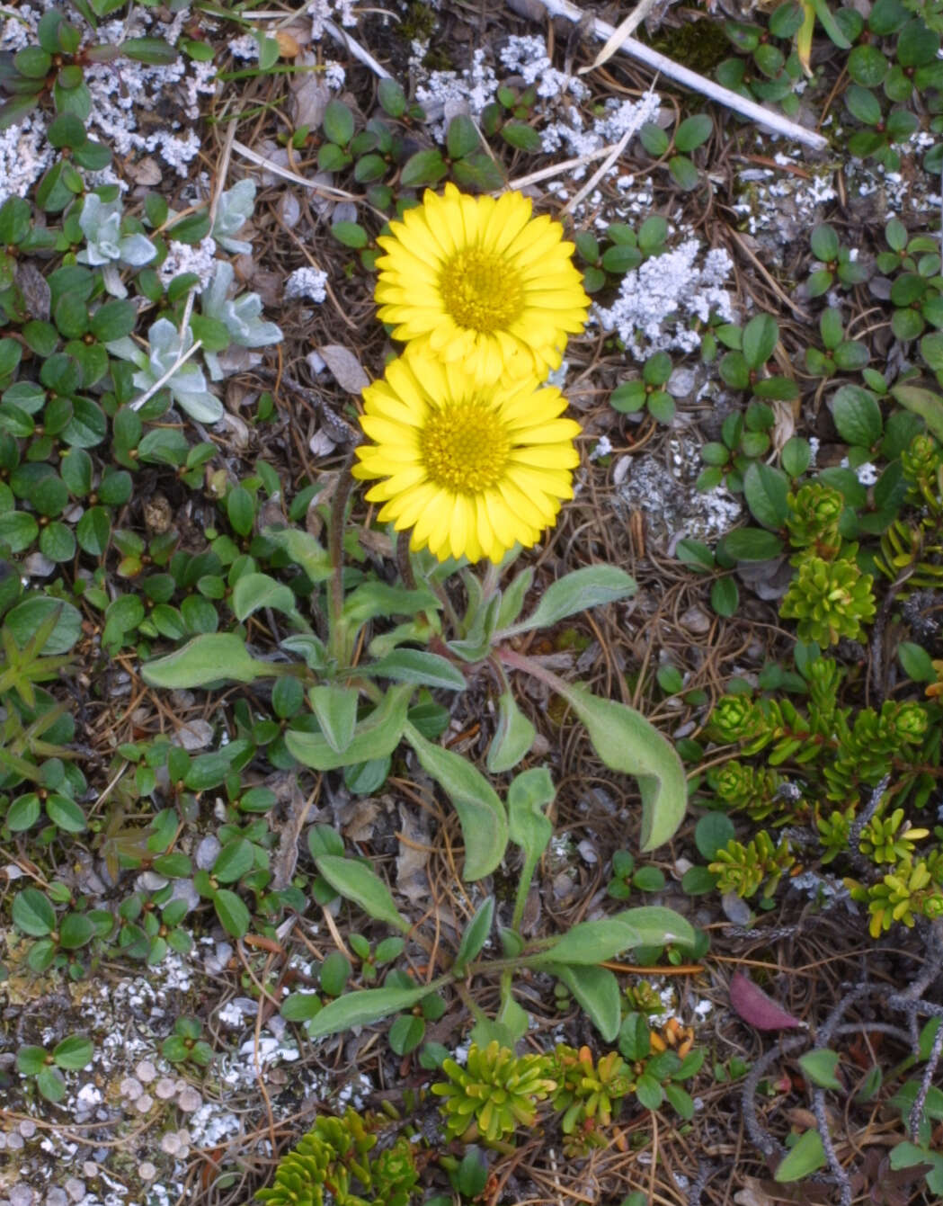 Image of alpine yellow fleabane