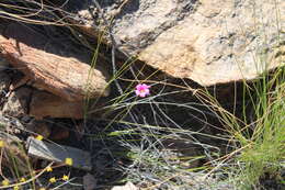 Image of Oxalis bifida Thunb.