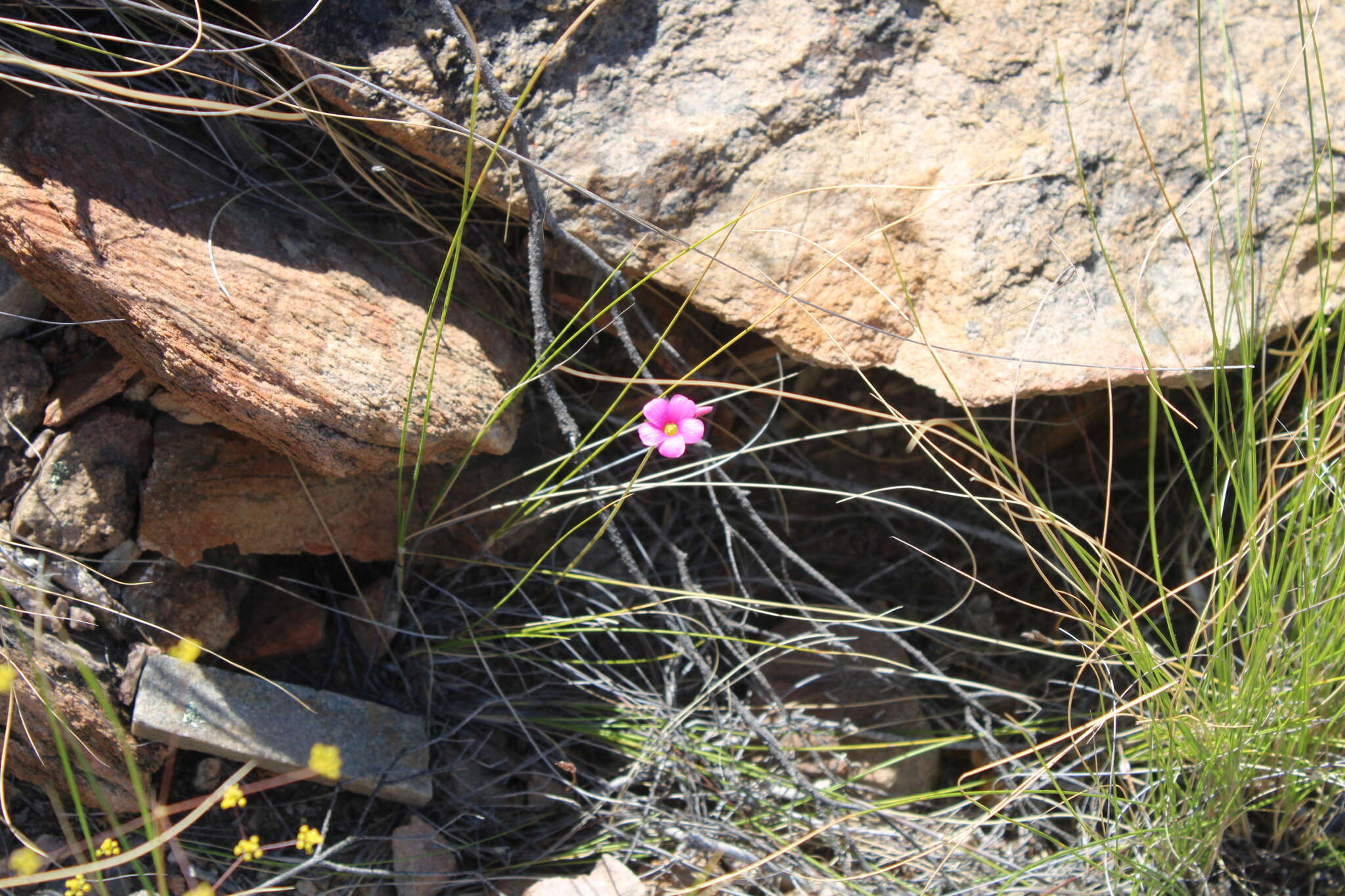 Imagem de Oxalis bifida Thunb.