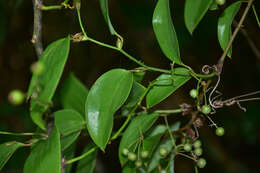 Smilax glaucochina Warb. resmi