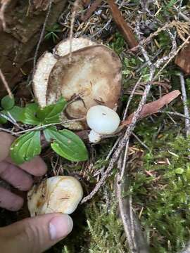 Image of Russula crassotunicata Singer 1938