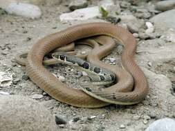 Image of Dahl's Whip Snake