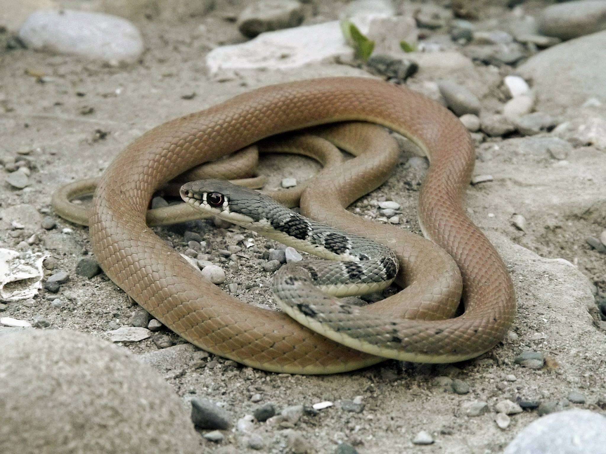 Image of Dahl's Whip Snake